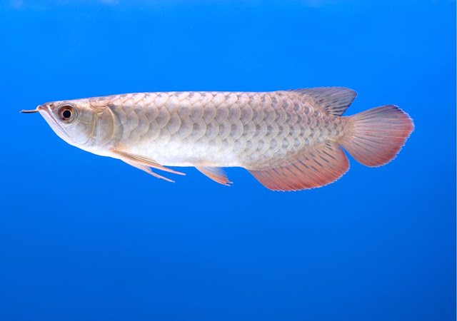 Green Arowana (Scleropages aureus)