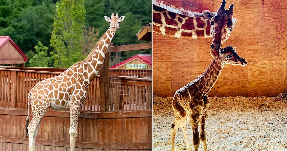 April, The Giraffe Who Became An Internet Sensation As The World Watched Her Give Birth, Is Euthanised In New York Zoo After Suffering From Arthritis