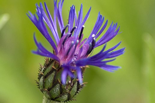 Blue Flower Photography