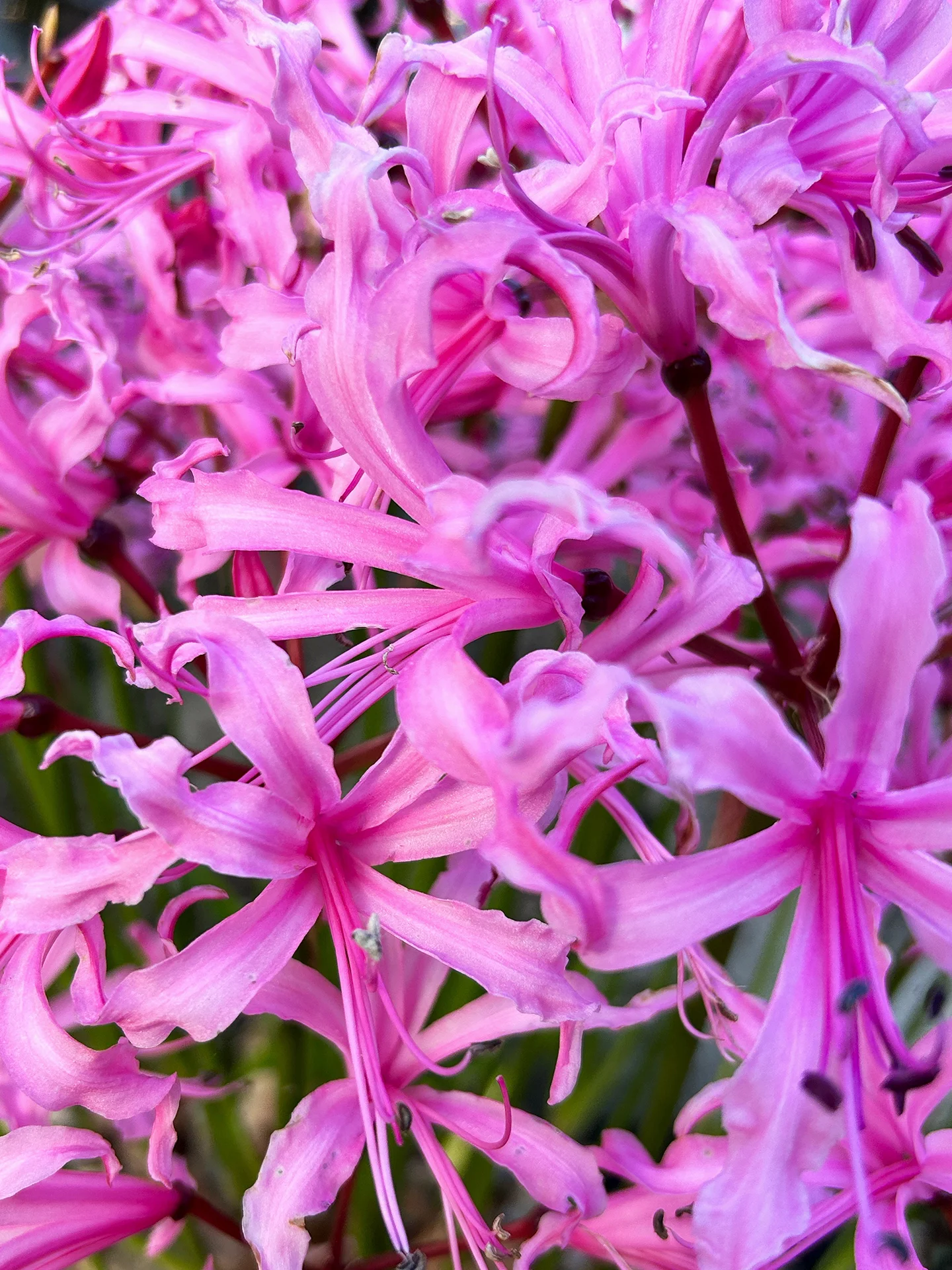 Nerine Bowdenii, Amaryllidaceaea, pink flowers in winter - Cliveden House gardens