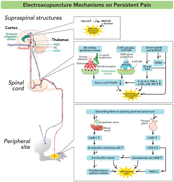 Peripheral mechanisms