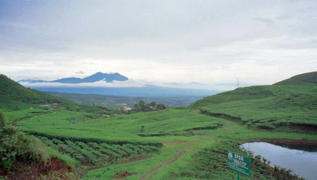 kawasan puncak bogor