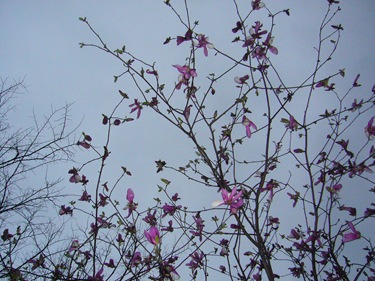 P1150606