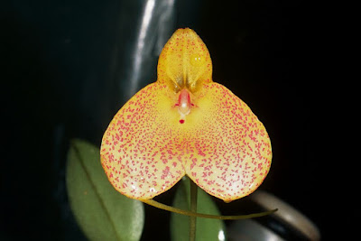 Masdevallia citrinella care and culture