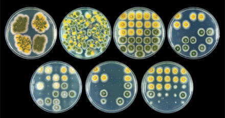 Aspergillus spp Fungi Ciri ciri Reproduksi Manfaat 