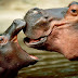 The Hippopotamus