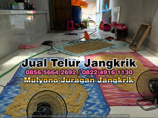 Harga Jual Telur Jangkrik Super Tujuan Gresik Jawa Timur 085656642692