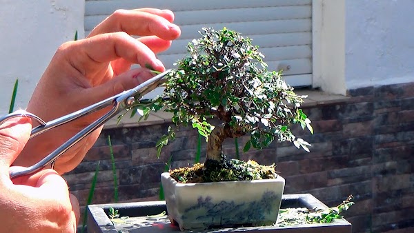 10 Consejos para mantener a tu bonsai seguro