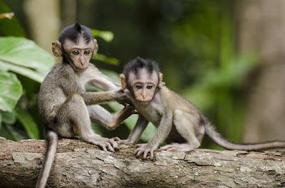 interesting facts about monkeys
