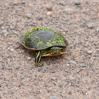 late May: painted turtle crossing road