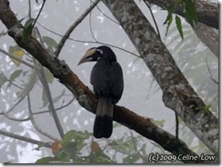 Bushy crested hornbill (f)