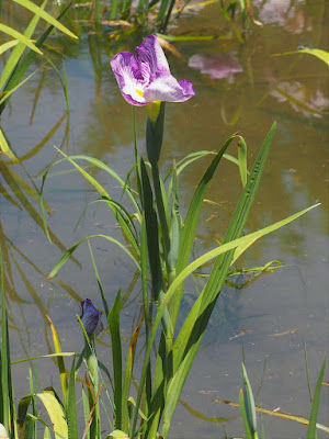 花菖蒲