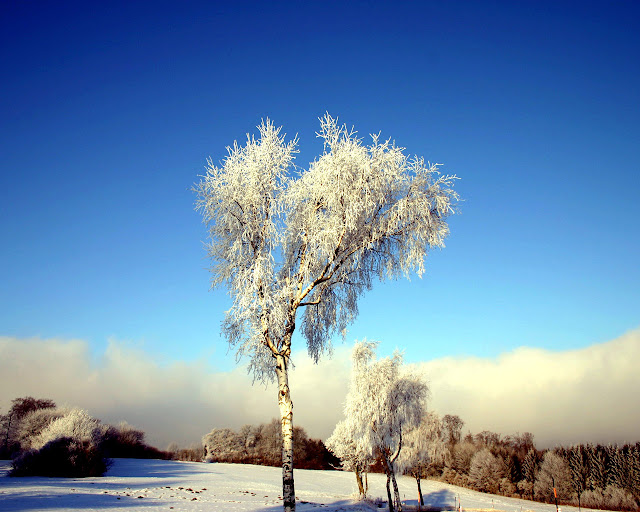 Snow Ground Wallpaper,image,pic,picture,photo,snap,snow trees wallpapers,snow forest wallpapers,snow shine wallpapers,sky wallpapers,snow good morning wallpapers,snow good morning wishes wallpapers