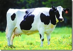 330_cow