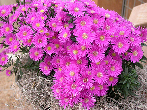 Aster گوڵی ئەستەر