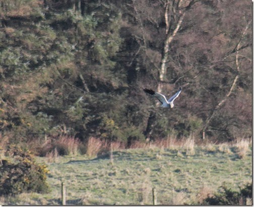 3 hen-harrier-2