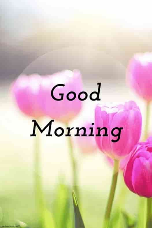 the best good morning wishes images with pink flowers