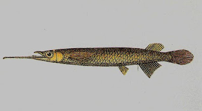 klasifikasi ikan julung julung