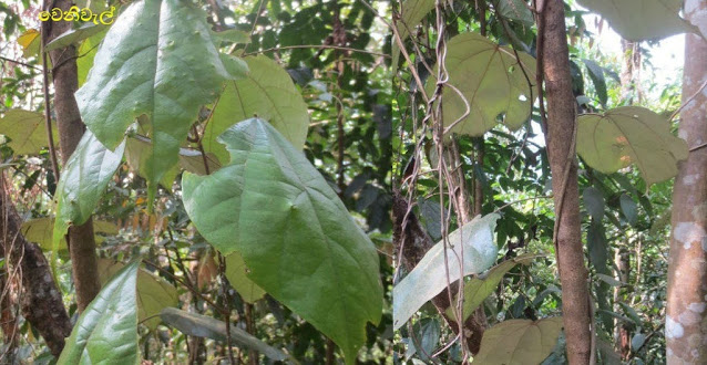 වෙනිවැල් [Veniwel - Coscinium Fenestratum) - Your Choice Way