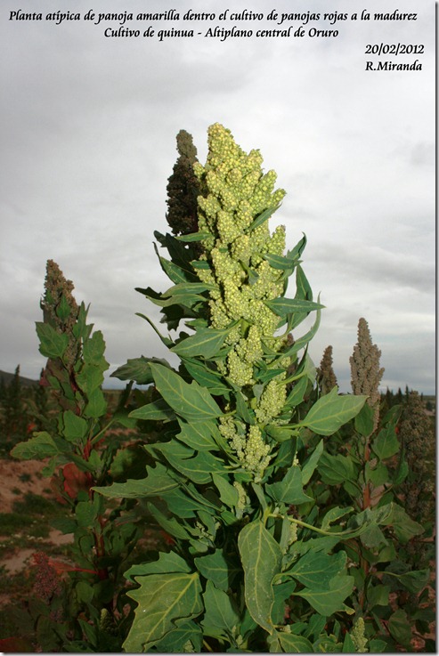 Planta_atipica_de_Quinua_Chenopodium_quinoa-Ruben_Miranda