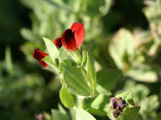 Lotier pourpre - Lotier rouge - Lotus tetragonolobus - Tetragonolobus purpureus