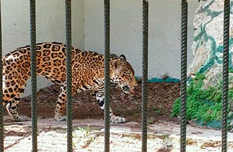 Jaguar moribundo: felino del Zoo de Chetumal salva la vida a días de morir de hambre; recupera 14 kilos y vive para la foto; otras especies también mejoran