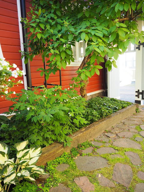 lingonberryhouse, garden, home, koti, puutarha, piha, yard, kesä, summer, kukat, flowers