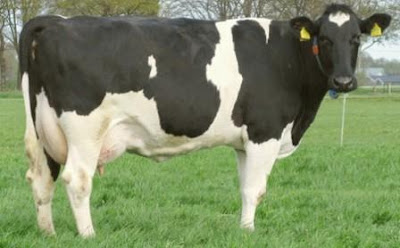 Foto atau Gambar Sapi FH (Friesian Holstein)