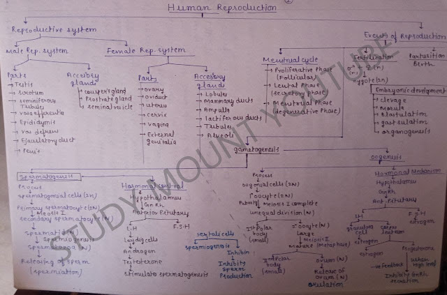 Mind Maps for human reproduction