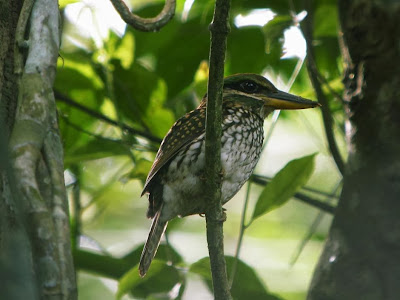 Alción moteado Actenoides lindsayi