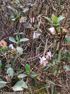 Rare Kurinji Flower blooms every 12 years and is blue in colour.