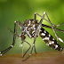 SANTO DOMINGO: Posible escenario epidémico por dengue
