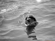 FOTOGRAFIA EN BLANCO Y NEGRO (delfin blanco negro)