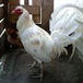 View album