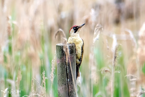 Green woodpecker