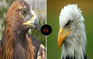 Bald Eagle Vs Golder Eagle