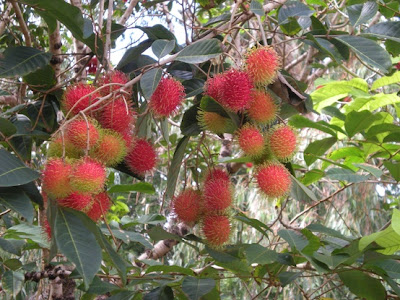 Rambutan philippines