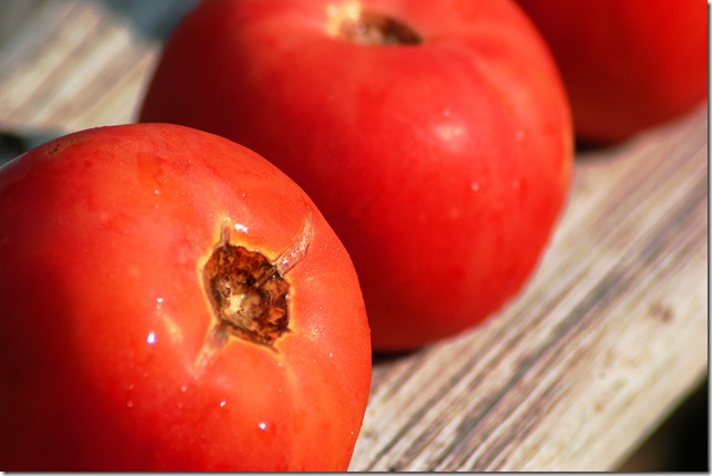 tomato on barnwood shelf