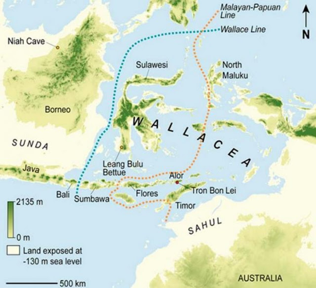 Карта Уоллесии с указанием местонахождения Сулавеси