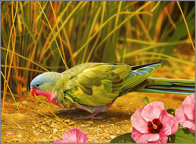 Bird wallpaper Free Download