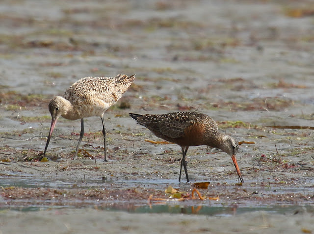 Hudsonian Godwit