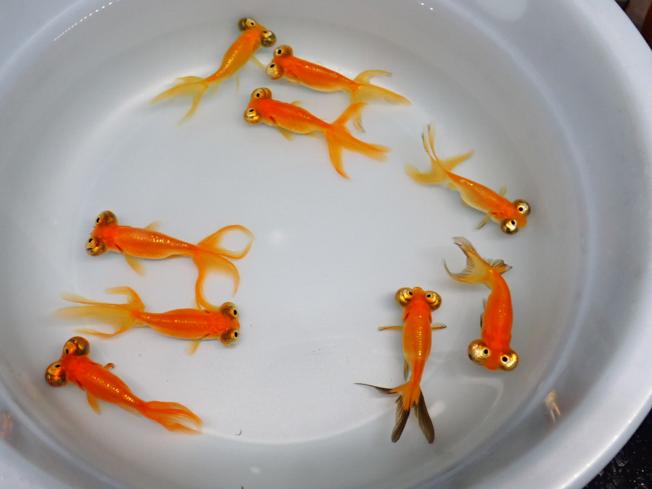 創意眼金魚坊 專營精緻金魚 特殊金魚 買金魚 找金魚 賣金魚請來專業金魚水族館 金魚專賣店 金魚專門店 歡迎有開店時間現場參觀 大量精挑朝天眼入庫 歡迎來店現場挑選