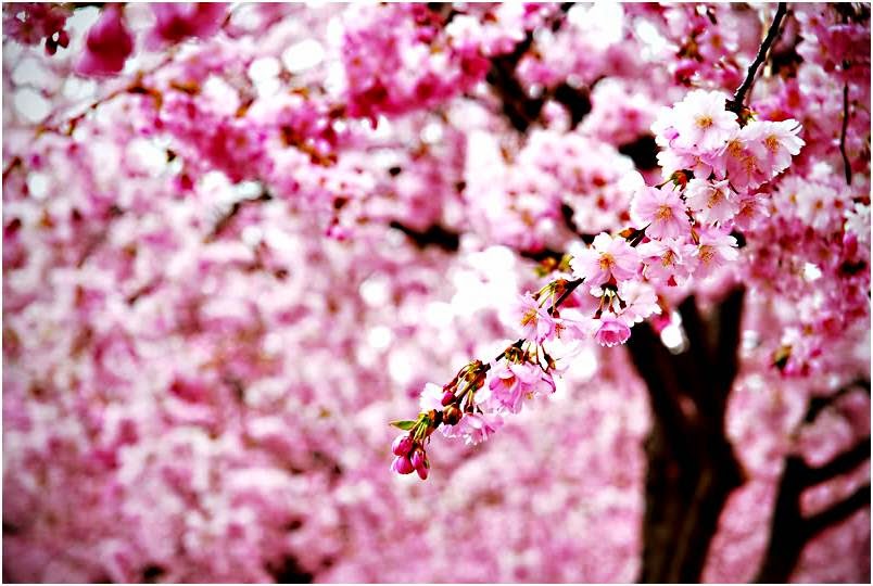 Gambar Wallpaper Bunga Sakura Jepang Cantik  Caption 