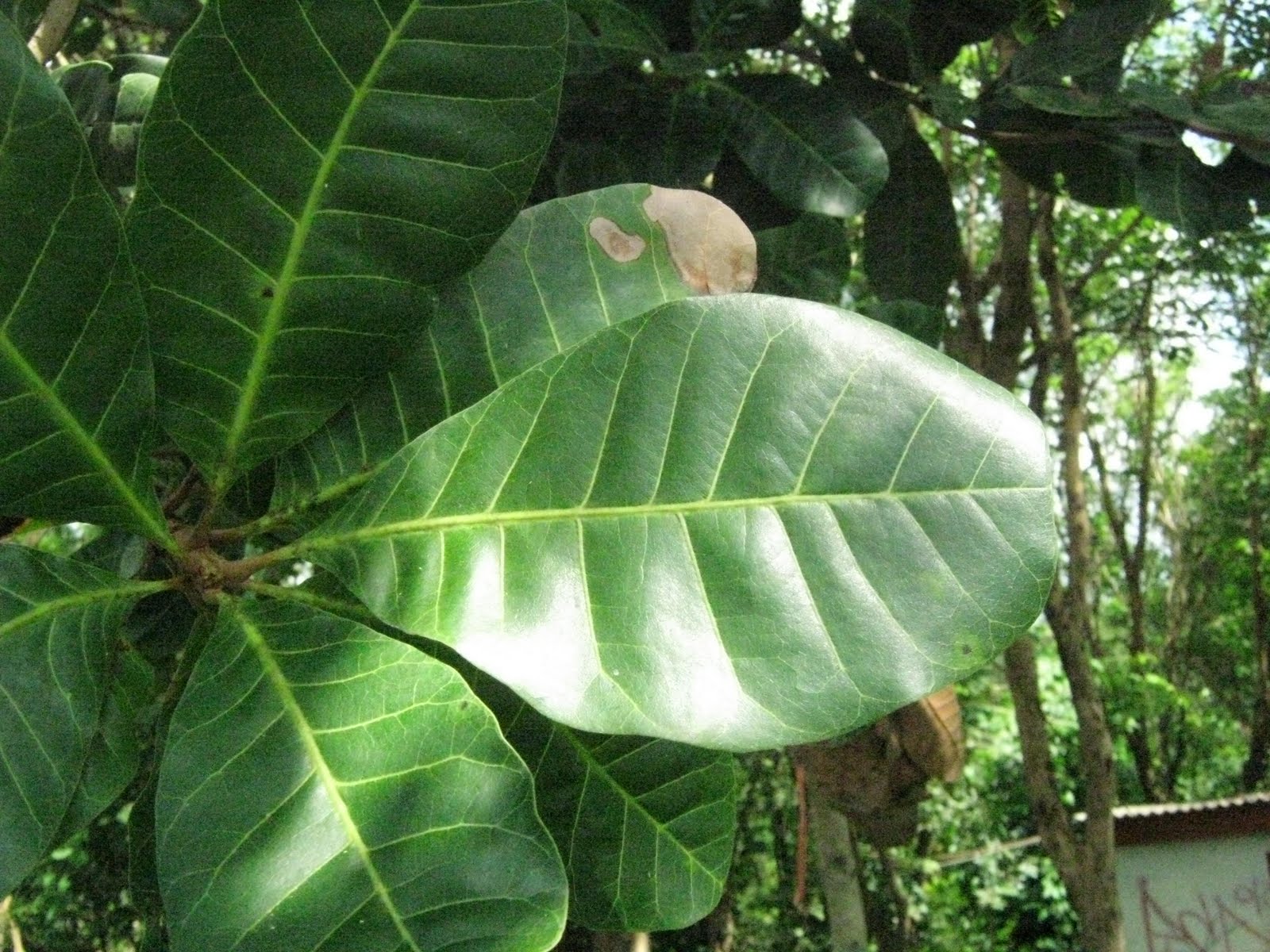 KLASIFIKASI TUMBUHAN BERBIJI Jambu mete Anacardium 