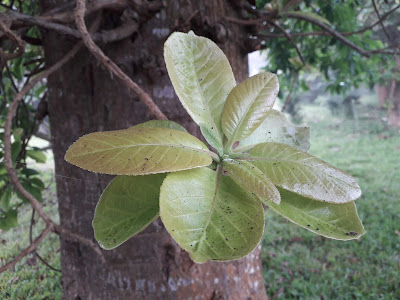 Cannonball Tree