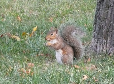 squirrel noms