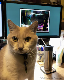 Sunday Selfie: Real Cat Webster on desk