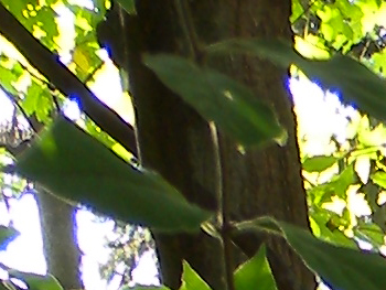 Nikon Coolpix P6000