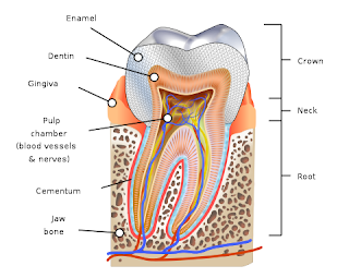 Human Tooth diagram