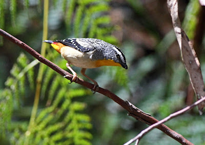 Foto Burung Pardalote